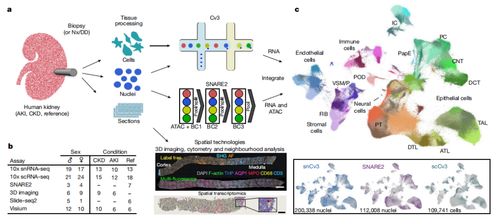 腎臟研究新突破 科學家構建最大規模腎臟細胞圖譜，實現五年腎功能預測